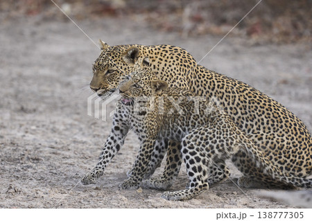 Female Leopard and cub Female Leopard and cub 138777305