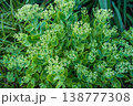 Vibrant green succulent plant with budding flowers in close-up 138777308