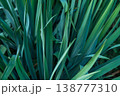 A detailed close-up of Yucca long, pointed green leaves with a smooth texture 138777310