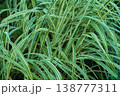 A close-up of vibrant green striped ornamental grass, captured outdoors in natural daylight.  138777311