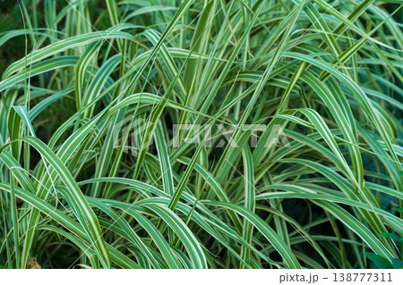 A close-up of vibrant green striped ornamental grass, captured outdoors in natural daylight. A close-up of vibrant green striped ornamental grass, captured outdoors in natural daylight. 138777311