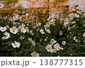 Close-up of delicate white anemone flowers blooming in an autumn garden.  138777315