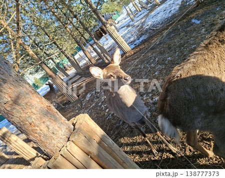 A curious young deer looks towards the camera in a sunny, snowy forest enclosure at a zoo 138777373