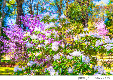 仁和寺の石楠花と三葉躑躅 138777379