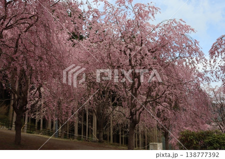 花と木　しだれ桜 138777392
