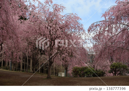 花と木　しだれ桜 138777396