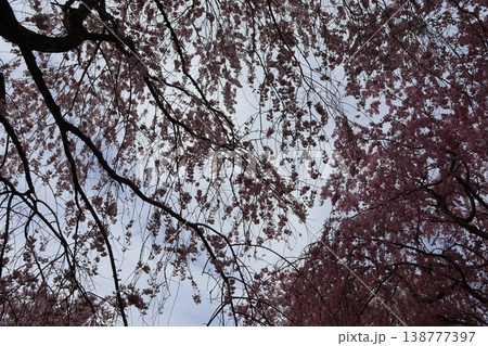 花と木　しだれ桜 138777397