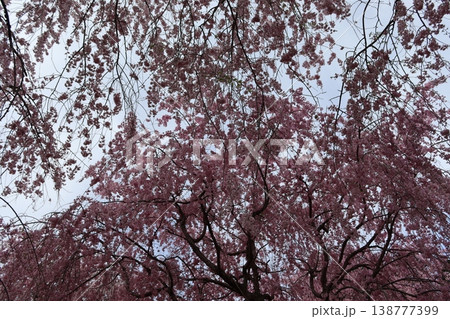 花と木　しだれ桜 138777399