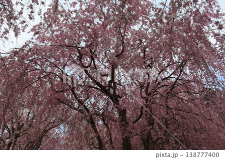 花と木 しだれ桜 花と木 しだれ桜 138777400
