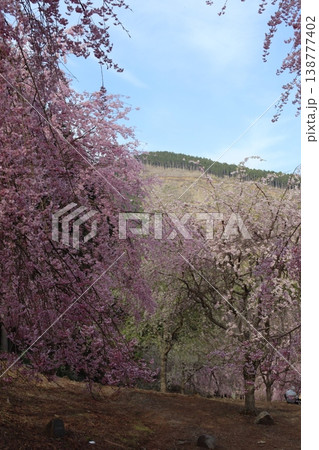 花と木 しだれ桜 花と木 しだれ桜 138777402