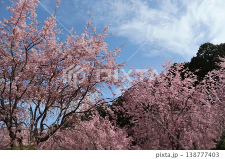 花と木 しだれ桜 花と木 しだれ桜 138777403