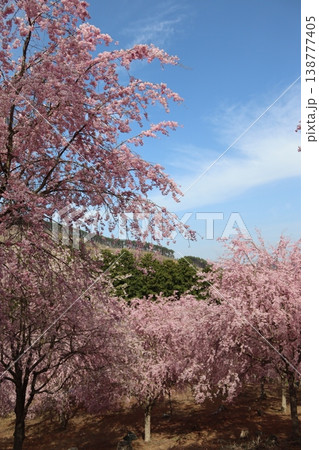 花と木　しだれ桜 138777405