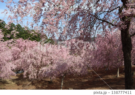 花と木 しだれ桜 花と木 しだれ桜 138777411