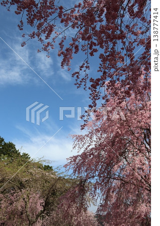 花と木 しだれ桜 花と木 しだれ桜 138777414
