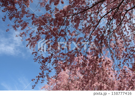 花と木 しだれ桜 花と木 しだれ桜 138777416