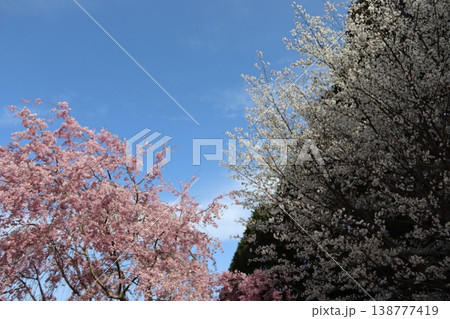 花と木　しだれ桜 138777419
