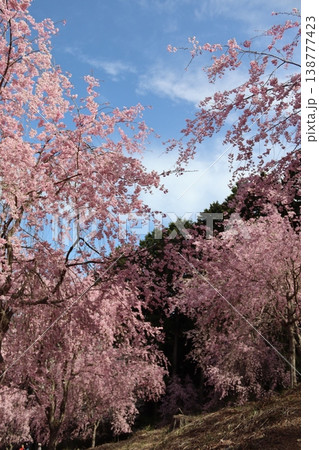 花と木 しだれ桜 花と木 しだれ桜 138777423