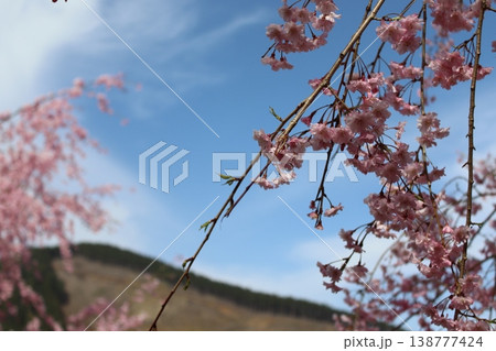 花と木 しだれ桜 花と木 しだれ桜 138777424