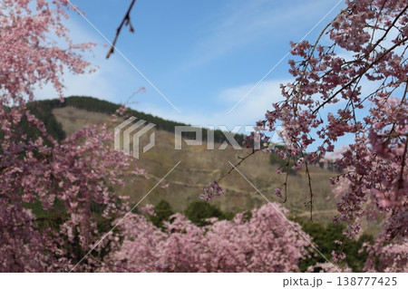 花と木　しだれ桜 138777425