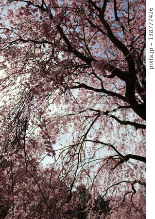 花と木　しだれ桜 138777426