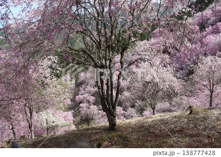 花と木 しだれ桜 花と木 しだれ桜 138777428