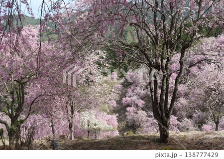 花と木 しだれ桜 花と木 しだれ桜 138777429