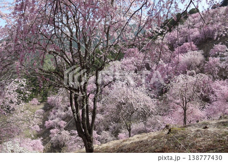 花と木　しだれ桜 138777430