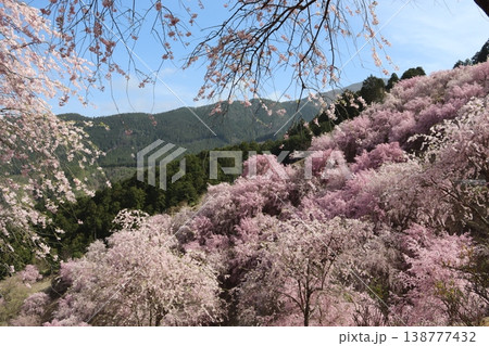 花と木 しだれ桜 花と木 しだれ桜 138777432