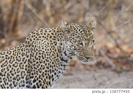 Female Leopard Female Leopard 138777450