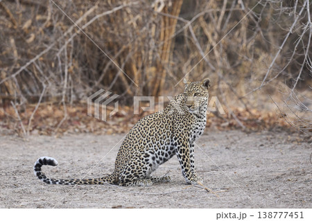 Female Leopard 138777451