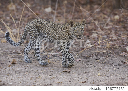 Leopard cub Leopard cub 138777482