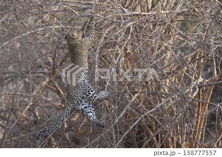 Leopard cub climbing a bush Leopard cub climbing a bush 138777557