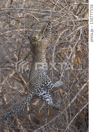 Leopard cub climbing a bush Leopard cub climbing a bush 138777558