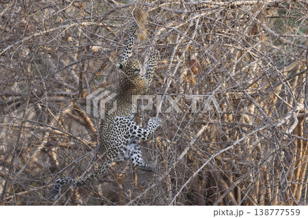 Leopard cub climbing a bush 138777559
