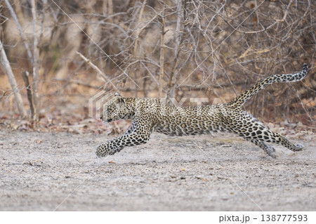 Leopard cub running 138777593