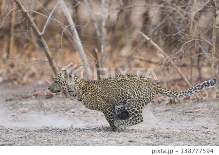 Leopard cub running Leopard cub running 138777594