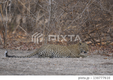 Female Leopard 138777610