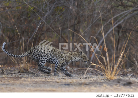Female Leopard Female Leopard 138777612