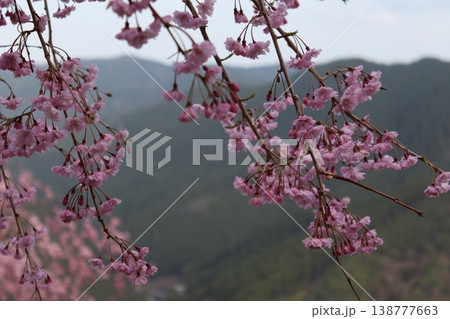 花と木 しだれ桜 花と木 しだれ桜 138777663