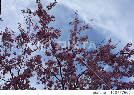 花と木 しだれ桜 花と木 しだれ桜 138777666