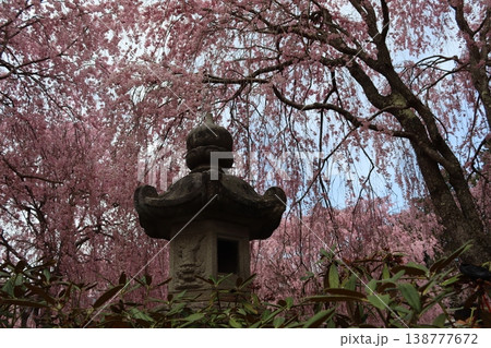 花と木 しだれ桜 花と木 しだれ桜 138777672