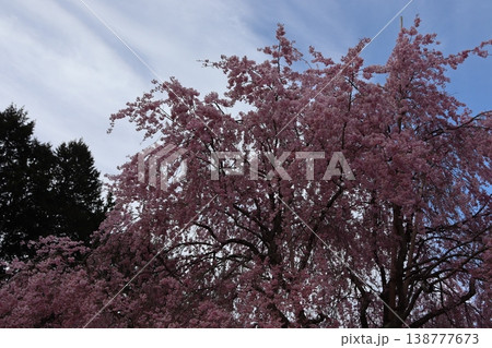 花と木 しだれ桜 花と木 しだれ桜 138777673