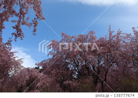 花と木 しだれ桜 花と木 しだれ桜 138777674