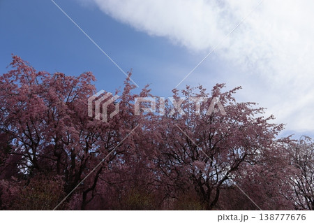 花と木　しだれ桜 138777676