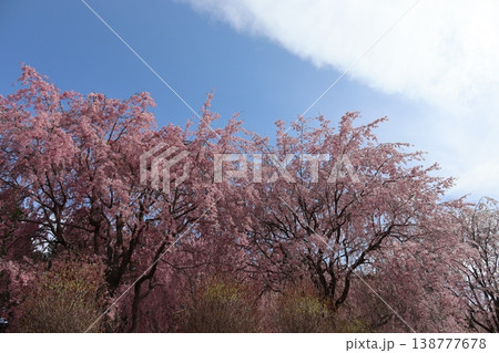 花と木 しだれ桜 花と木 しだれ桜 138777678