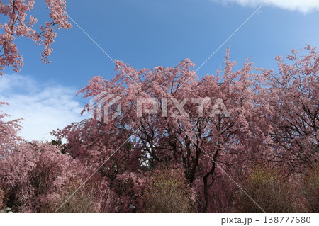 花と木　しだれ桜 138777680