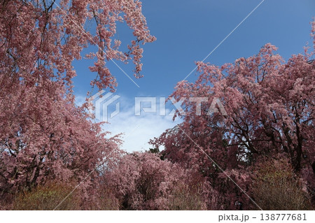 花と木 しだれ桜 花と木 しだれ桜 138777681