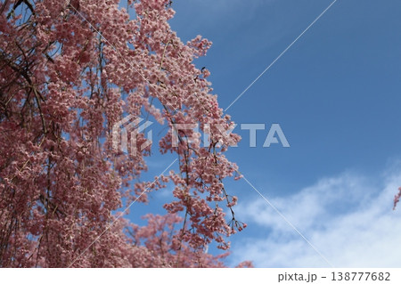 花と木 しだれ桜 花と木 しだれ桜 138777682