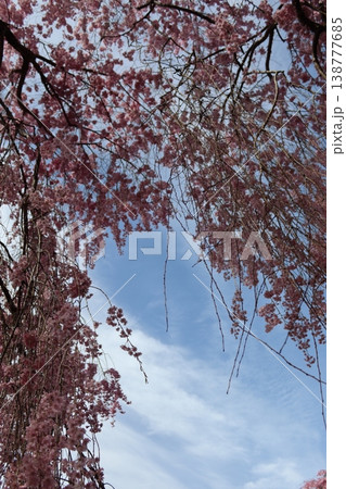 花と木 しだれ桜 花と木 しだれ桜 138777685