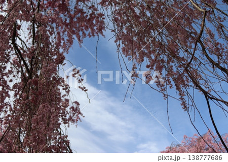 花と木　しだれ桜 138777686
